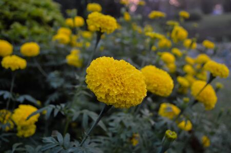 Marigold yellow beautiful natural surroundings.の写真素材