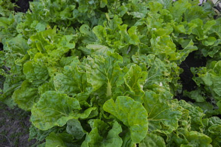 Convert organic vegetables in one of Samutsongkhram, Thailand.の写真素材