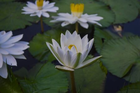 White lotus in pondの写真素材