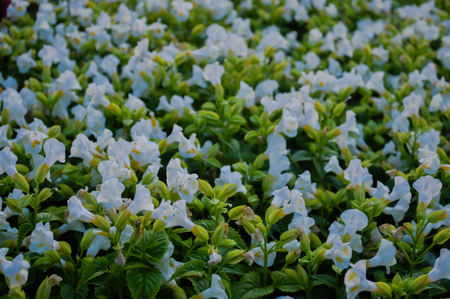 Dwarf white flowers in the garden.の写真素材