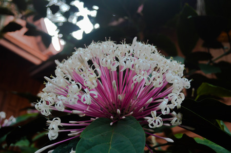 White flowers in the garden in the midst of nature.の写真素材