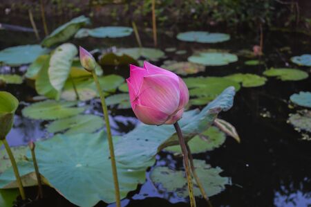Pink lotus in the pondの写真素材