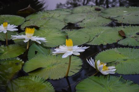 White lotus in pondの写真素材