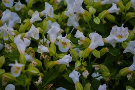 Dwarf white flowers in the garden.の写真素材