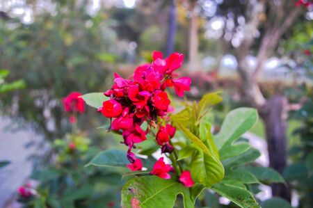 Rare red flowers in the garden.の写真素材