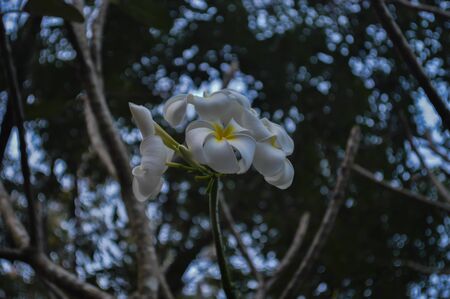 Plumeria flower in the gardenの写真素材