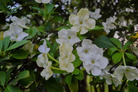 White flowers in the garden in the midst of nature.の写真素材