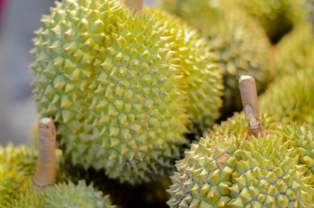 Monthong varieties of durian fruit.の写真素材