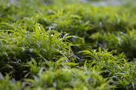 green leaf backgroundの写真素材