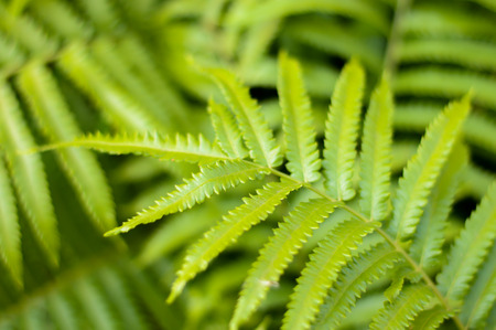 green leaf backgroundの写真素材