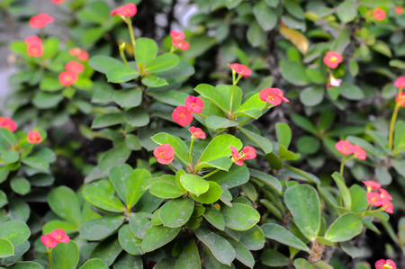 Eight Immortals flower (Sian flowers) ,backgroundの写真素材