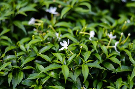 green leaf backgroundの写真素材