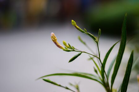 Flowering grass close upの写真素材