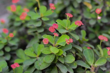 Eight Immortals flower (Sian flowers) ,background