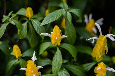 Rare yellow flowersの写真素材
