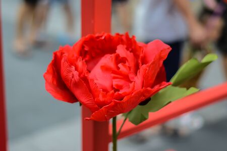 One rose flowerの写真素材