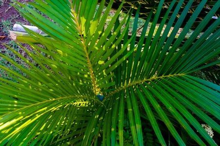 coconut leaves backgroundの写真素材