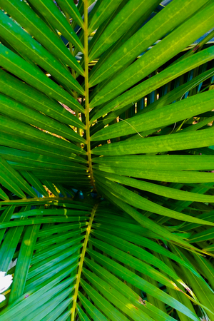 coconut leaves backgroundの写真素材