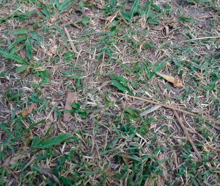 grass textureの写真素材