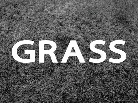 grassの写真素材