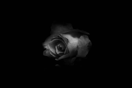 rose on black background.の写真素材