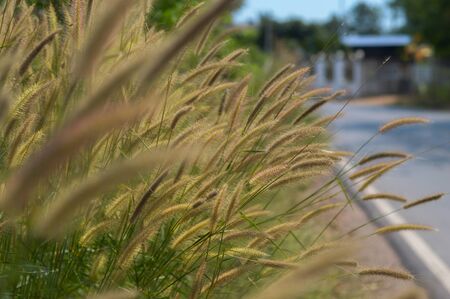 The grass along the side of the roadの写真素材