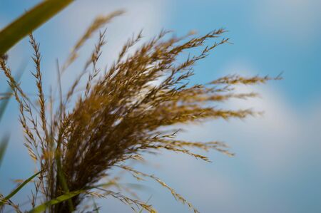 The grass is background skyの写真素材