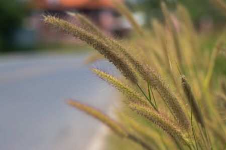 The grass along the side of the roadの写真素材
