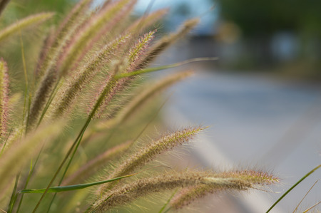 The grass along the side of the roadの写真素材
