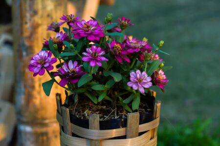 Pink flowers on a bamboo basketの写真素材
