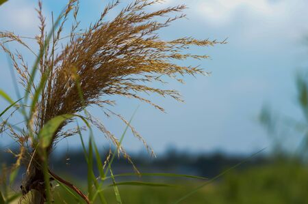 The grass is background skyの写真素材