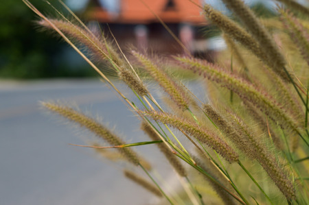 The grass along the side of the roadの写真素材