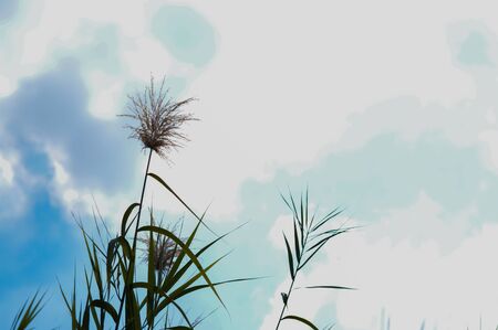 The grass is background skyの写真素材