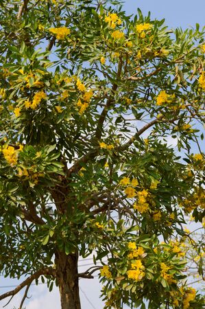 Yellow flowers in full earlyの写真素材