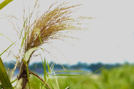 The grass is background skyの写真素材