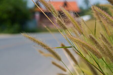 The grass along the side of the roadの写真素材