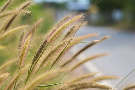 The grass along the side of the roadの写真素材