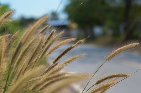 The grass along the side of the roadの写真素材