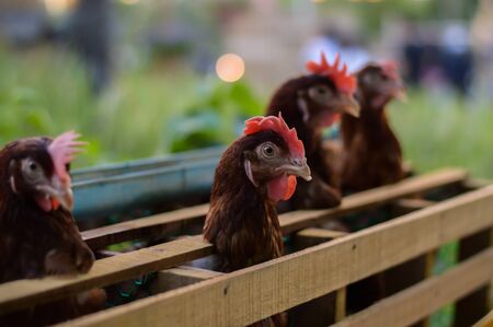 Eggs Chickens ,Hens, chickens raised in cages on farms.の写真素材