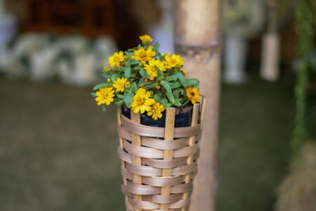 beautiful yellow flowersの写真素材