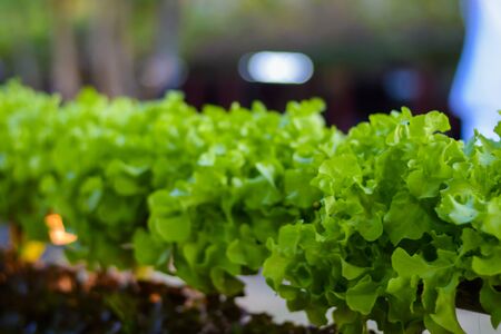 Convert organic vegetables in one of Samutsongkhram, Thailand.の写真素材