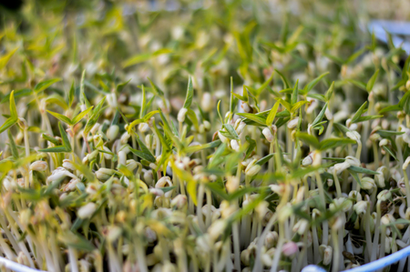 Homegrown vegetableの写真素材