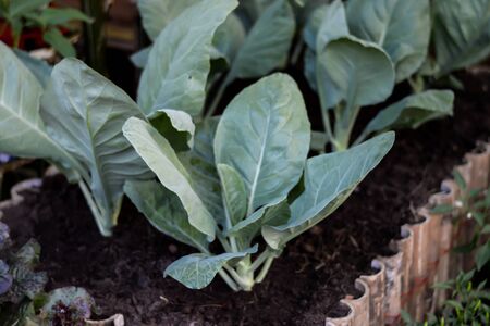 Homegrown vegetableの写真素材