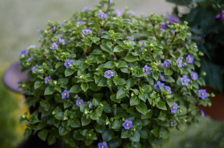 Beautiful purple flowers in the garden