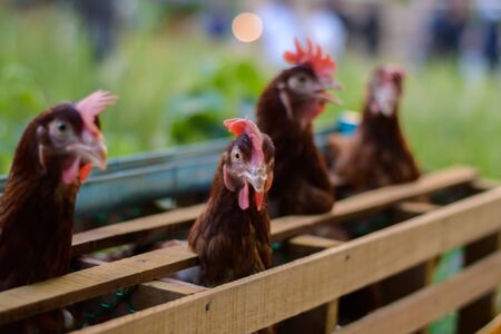 Eggs Chickens ,Hens, chickens raised in cages on farms.の写真素材