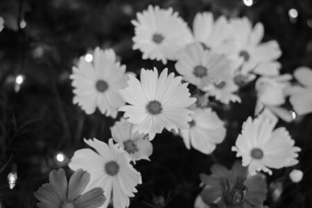 Among the flower lightsの写真素材