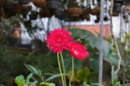 red  gerbera flowers with red petals from close growing in a   nursery.の写真素材