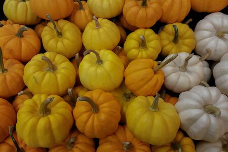 Pumpkin vegetable, white, yellow , Background Imagesの写真素材