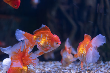 Vibrant goldfish, with flowing fins and bold orange hues, dance through the water, creating a living mosaic in their peaceful aquarium habitat.の写真素材