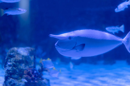 A vibrant fish swimming gracefully in an aquarium, showcasing its unique features and colorful surroundings.の写真素材